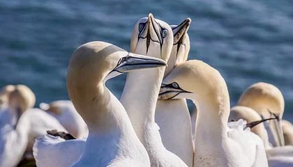 多样化赛事频道-青年才俊闪耀转会市场，多家俱乐部争逐未来之星，青年才俊,未来可期