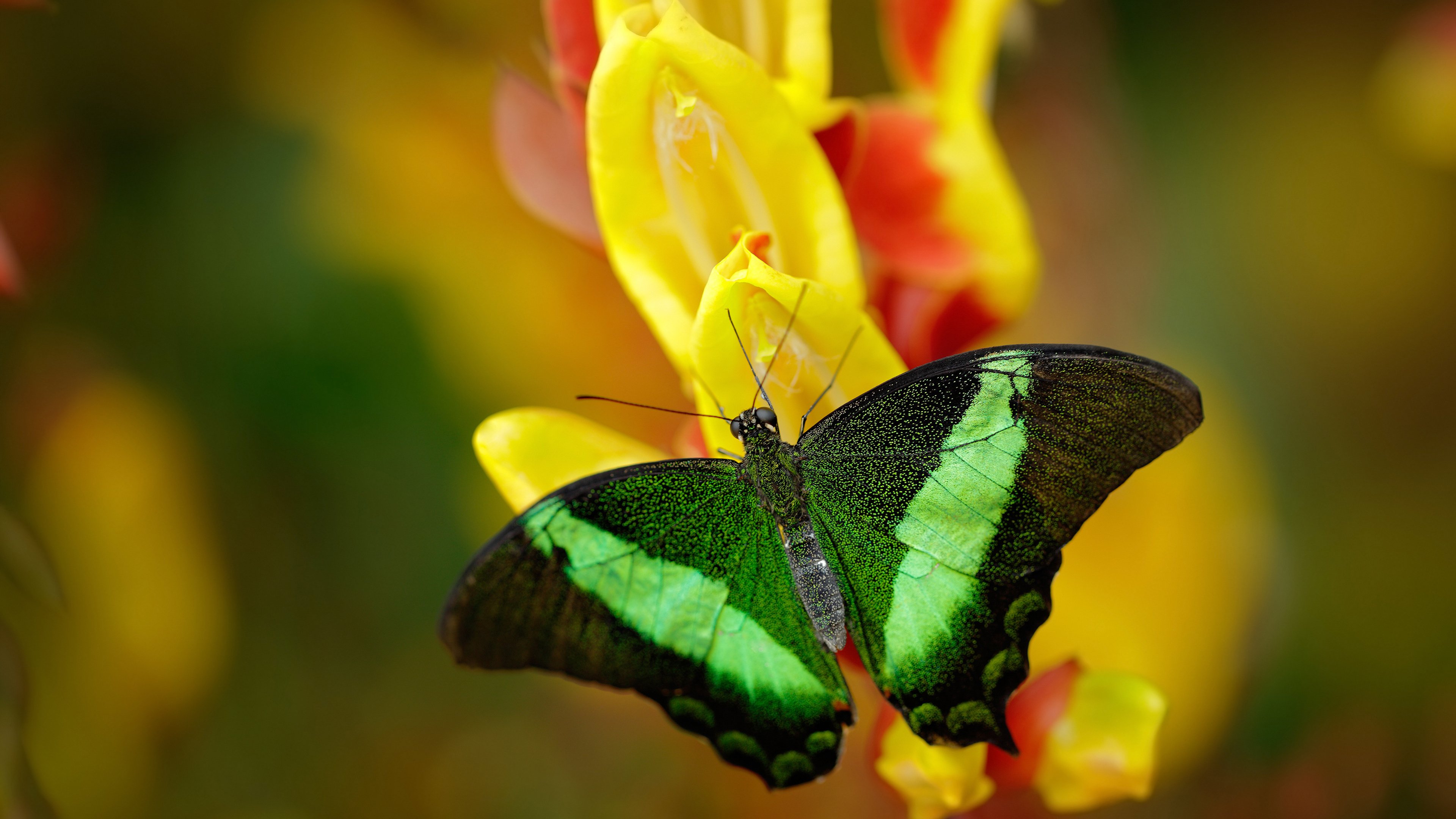 利物浦客场对阵伯恩茅斯,谁能占据上风?,利物浦对伯恩利集锦
