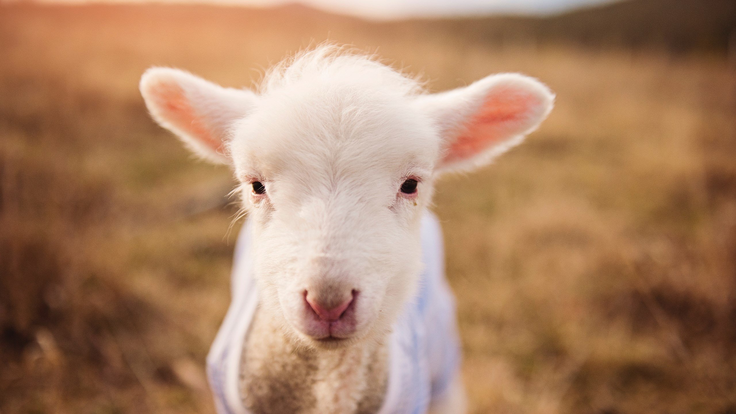 山东鲁能球员因伤退出比赛，影响中前场实力，山东鲁能全体球员名单