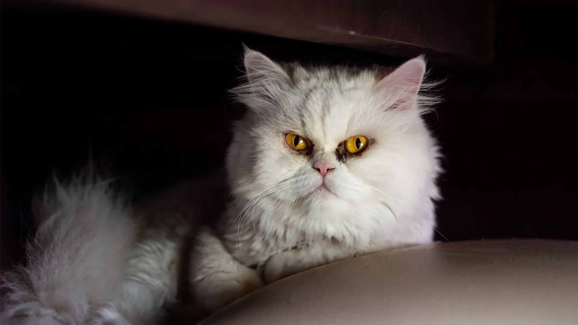 fb体育全站-意大利选手状态火爆，准备挑战德国，意大利选手夺冠