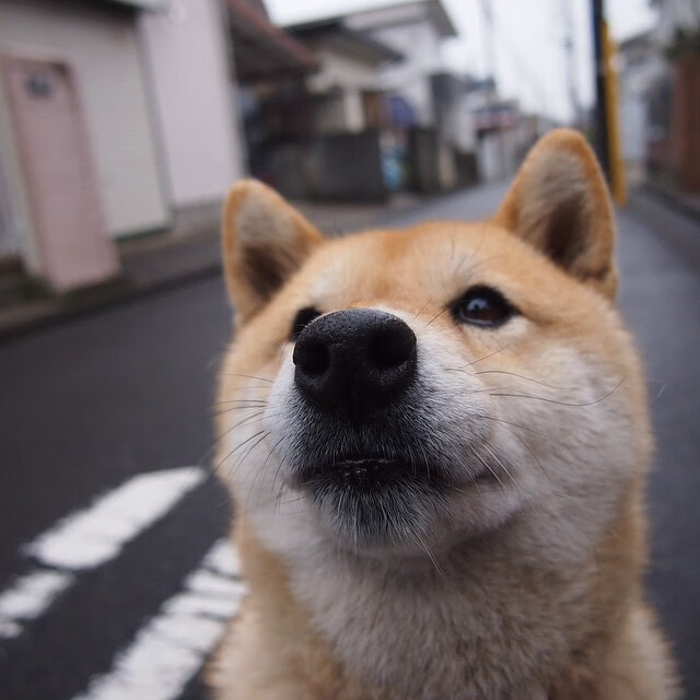 曼联队长麦奎尔坚定守卫后防,令对手难以得分,曼联5号马奎尔
