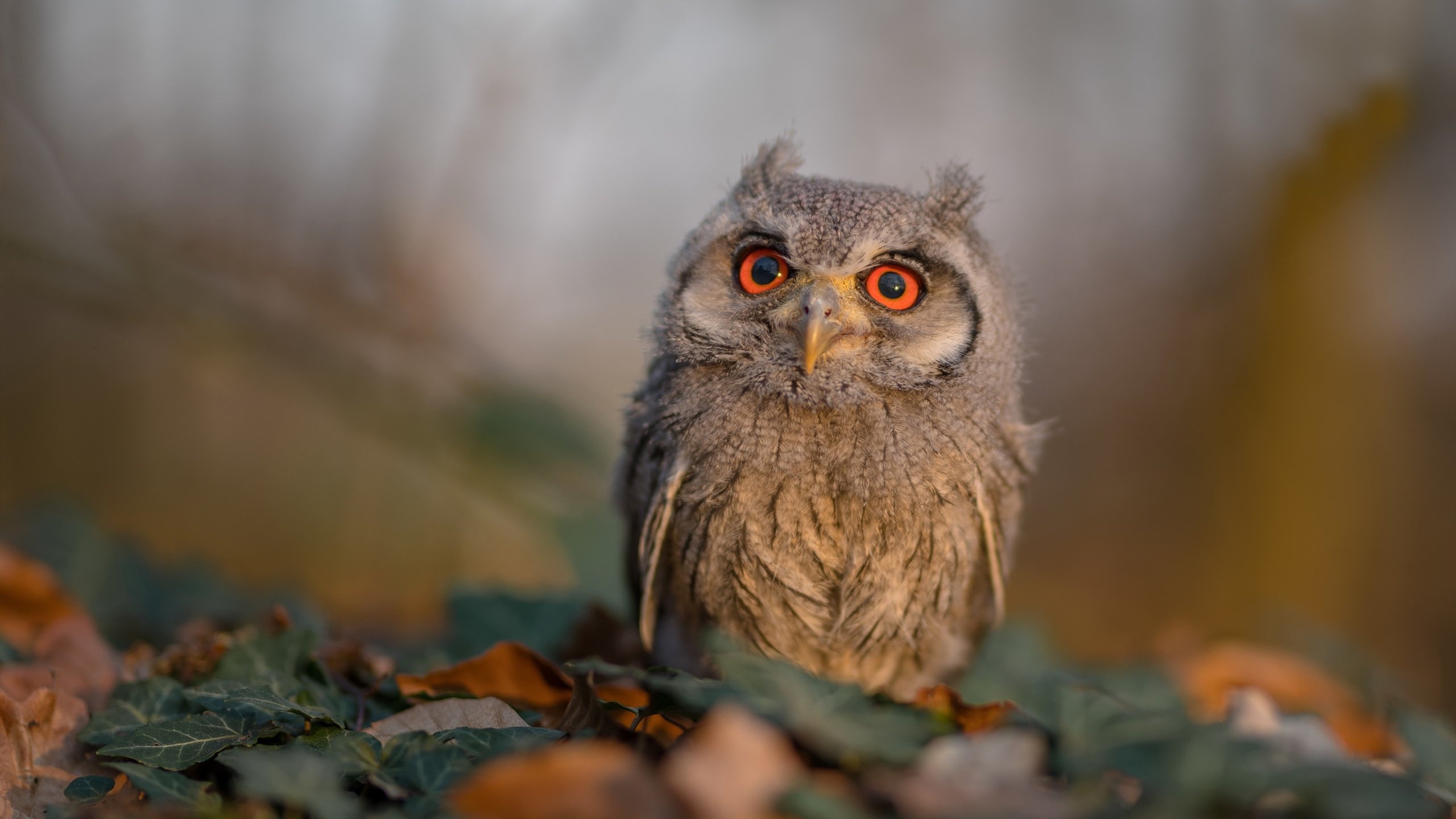 中国篮球联赛观众行为分析及市场营销策略研究，篮球比赛观众