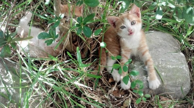 FB体育网页版-中超联赛边路推进成功率统计，2021赛季中超联赛规则