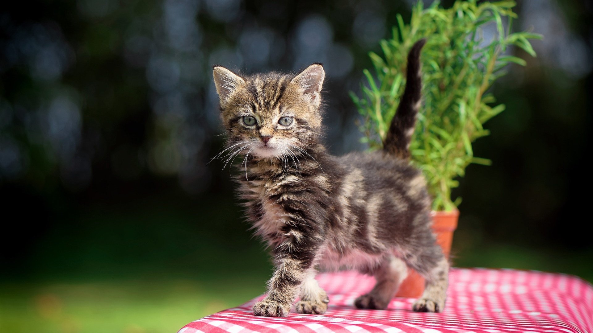 中超联赛边路推进成功率统计，2021赛季中超联赛规则