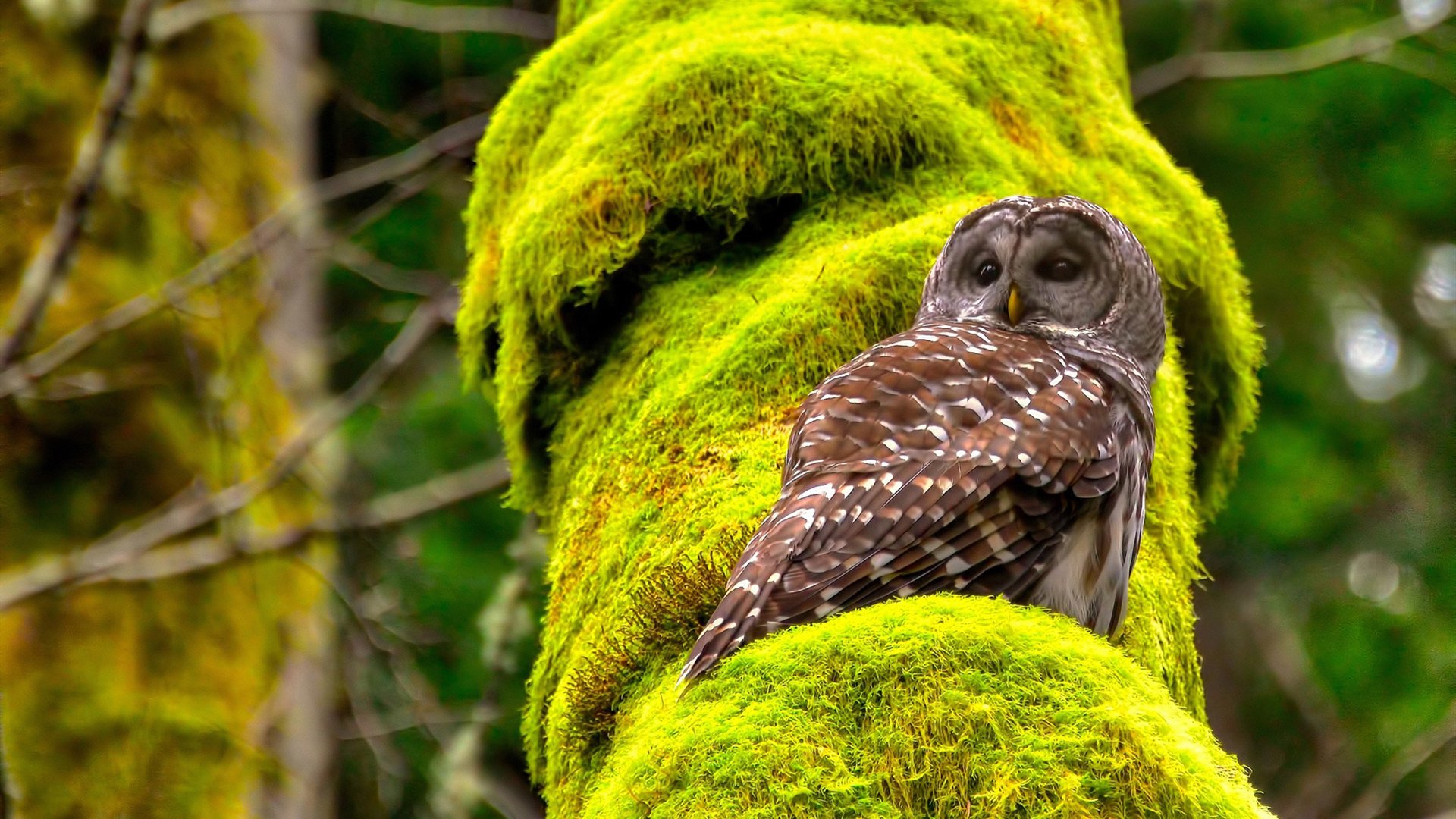 全国青少年冬泳锦标赛热力开赛,2020年全国冬泳锦标赛在哪举行