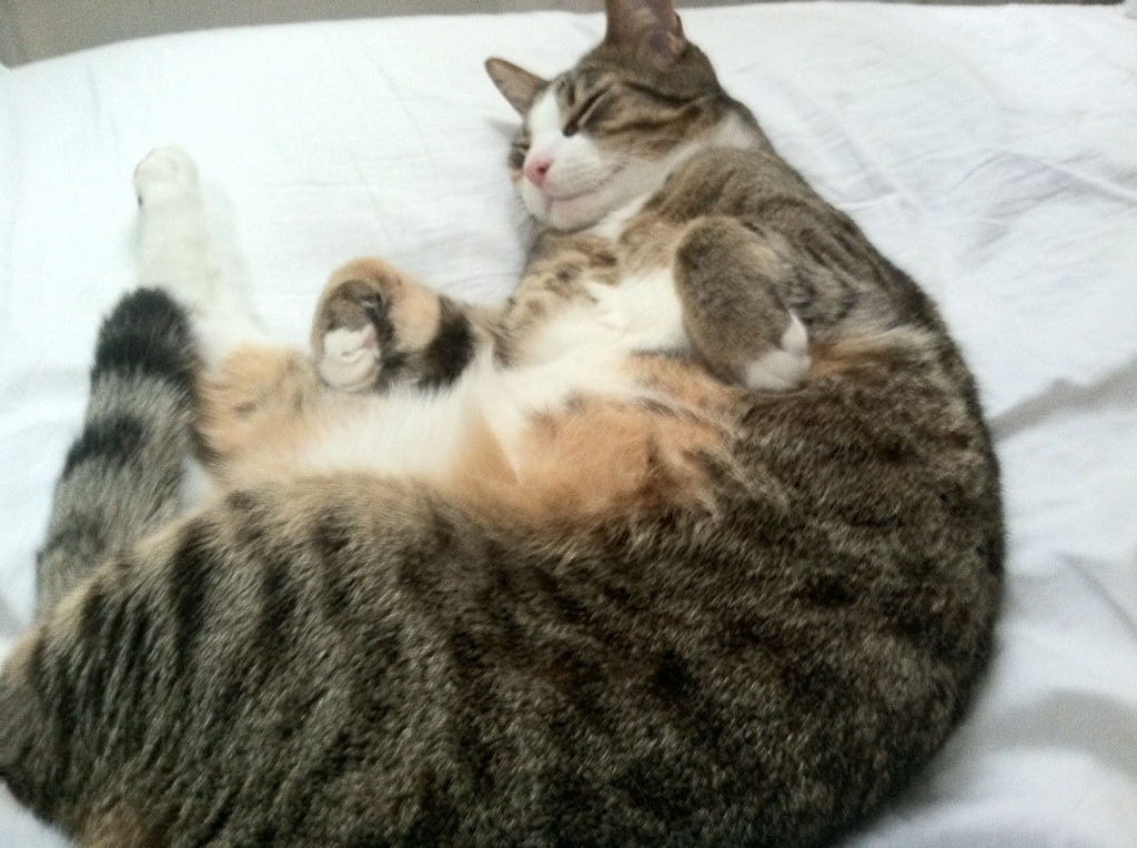 校园体育文化与学生创新精神培养,校园体育文化建设对于塑造大学生的健康体质和完整人格