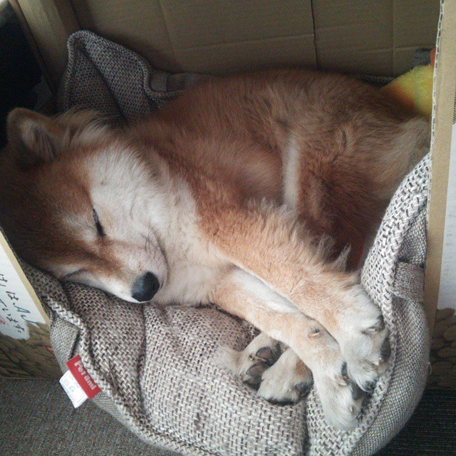 皇马再战欧洲冠军联赛四分之一决赛，皇马欧冠四连冠