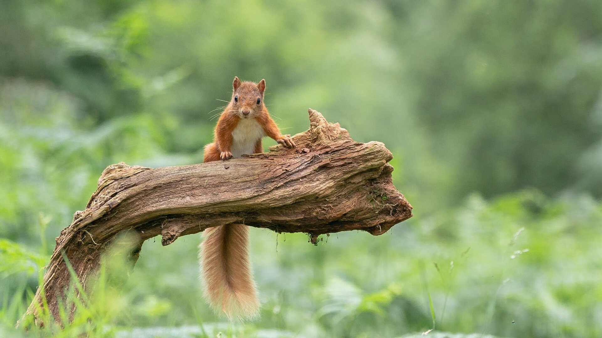 篮球运动员竞技状态动态监控系统的开发与应用，篮球训练监控