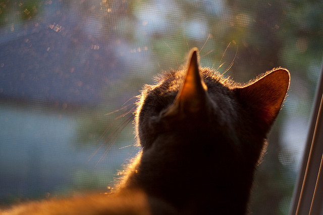 CBA联盟建立裁判评估反馈机制,cba的裁判水平怎样