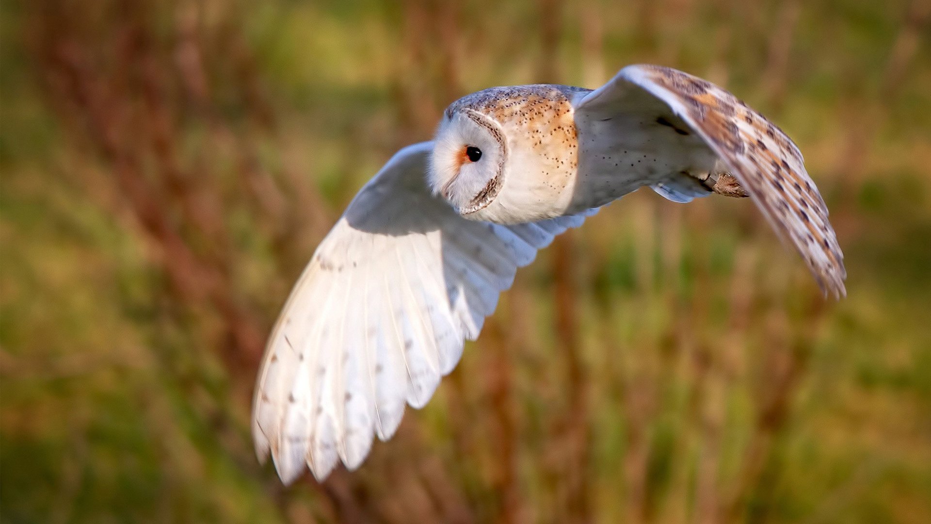 FB体育在线直播平台-CBA数据平台上线 助力球队战术分析，cba本土球员助攻榜