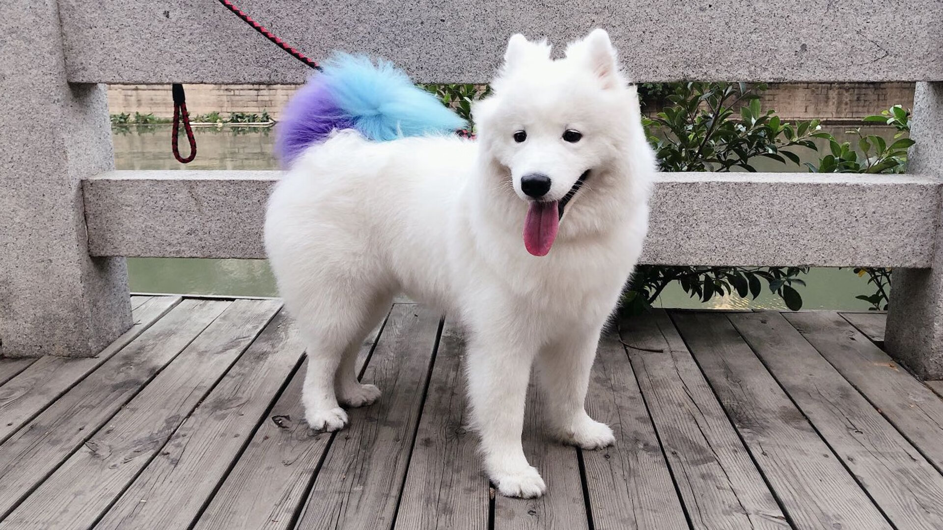 Chinese Taipei团队的未来:持续进步与赛事布局的战略,chinese of taipei