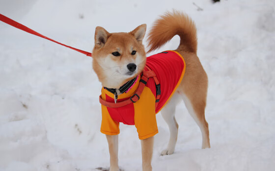fb体育平台安全-世界围棋赛新生代棋手展现多元风格，世界围棋大赛视频解说