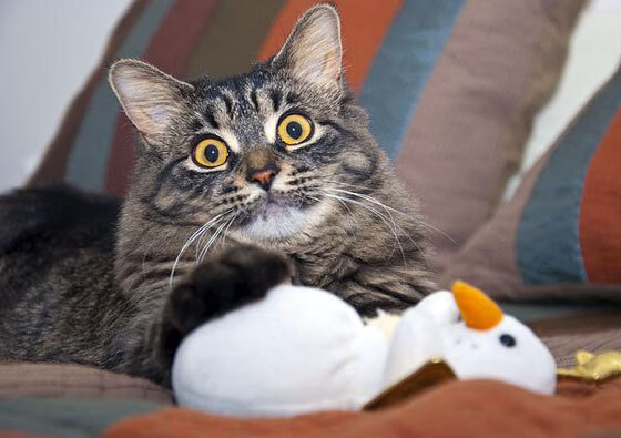 印度乒乓赛制改革：向国际标准迈进，印度乒乓球男运动员