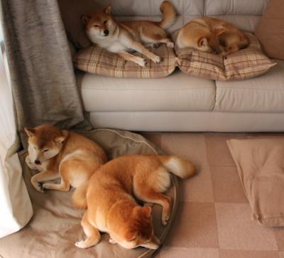 团体赛制与澳大利亚队的战术革新：如何提升团队协作水平，澳大利亚队伍